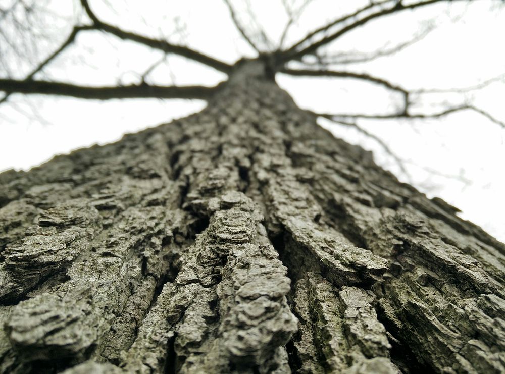 A low-angle macro shot of the bark of a tall tree. Original public domain image from Wikimedia Commons