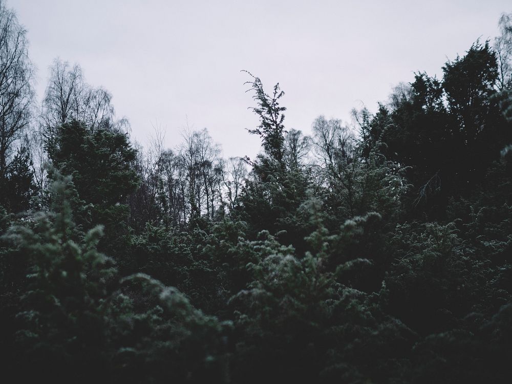 A bleak shot of dark green conifers and bushes. Original public domain image from Wikimedia Commons