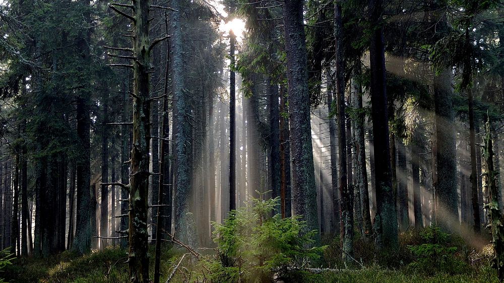 Sun rays shining through trees in a foggy forest.. Original public domain image from Wikimedia Commons