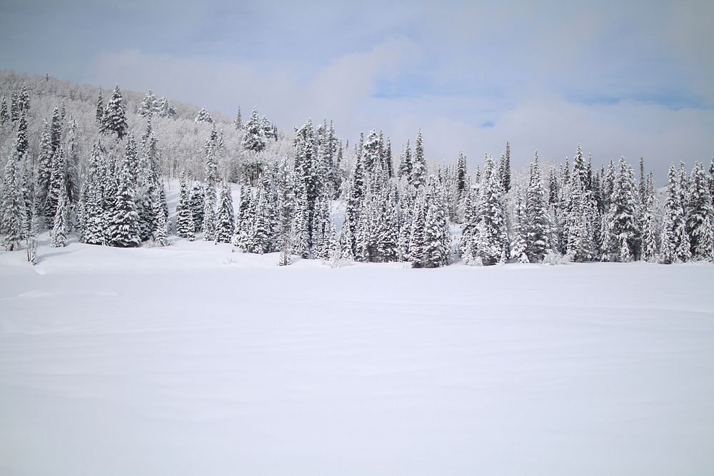 A forestscape image on a cloudy day in Solitude Nordic Center in Utah. Original public domain image from Wikimedia Commons