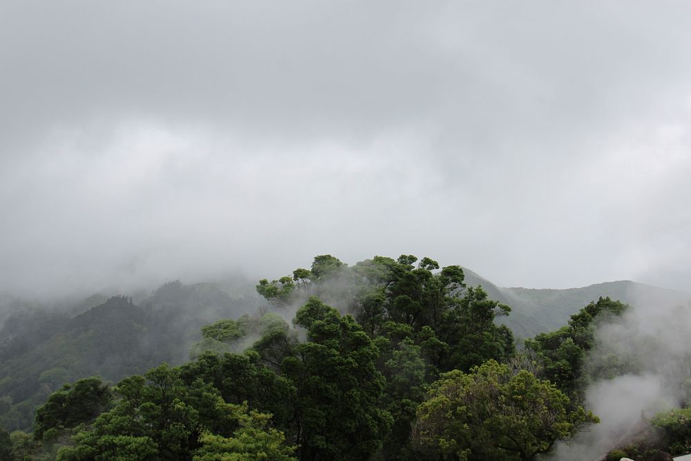 High shot of mist-shrouded treetops on Azores. Original public domain image from Wikimedia Commons