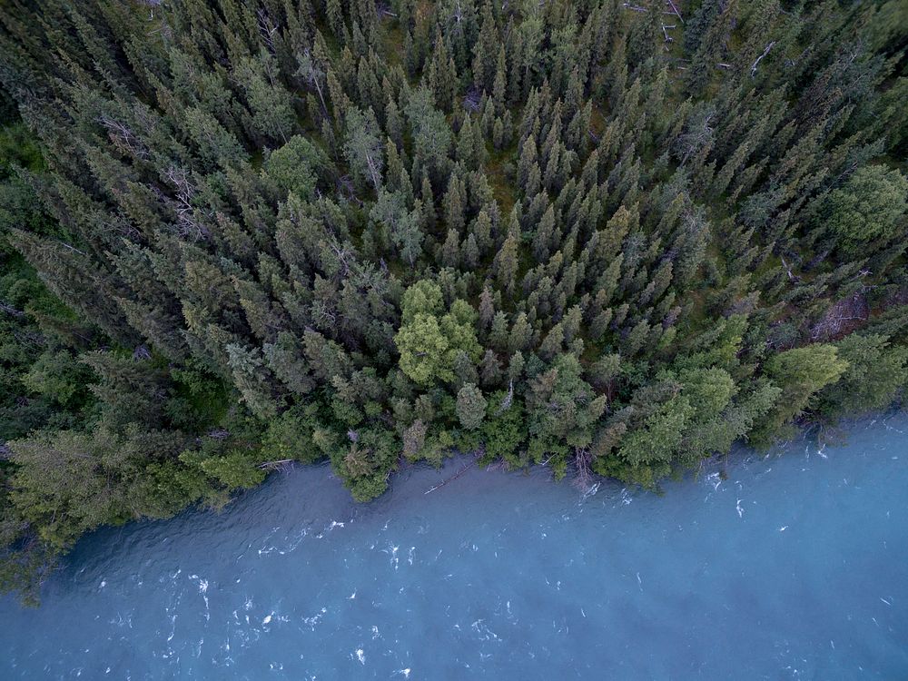 A drone shot of an evergreen forest on the shore of a blue lake. Original public domain image from Wikimedia Commons