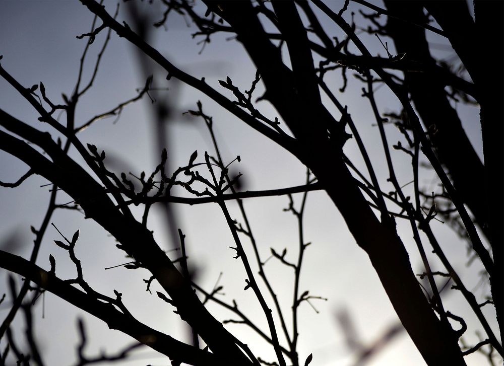 Silhouettes of buds, tree branches. Original public domain image from Wikimedia Commons