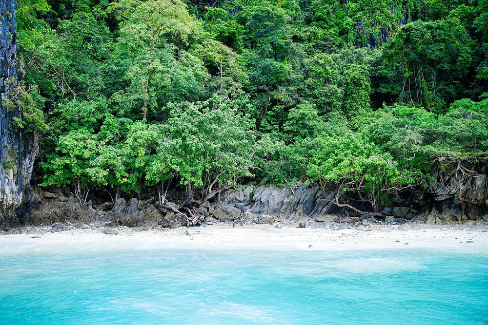 Azure sea water and a white sandy beach under a canopy of green trees. Original public domain image from Wikimedia Commons