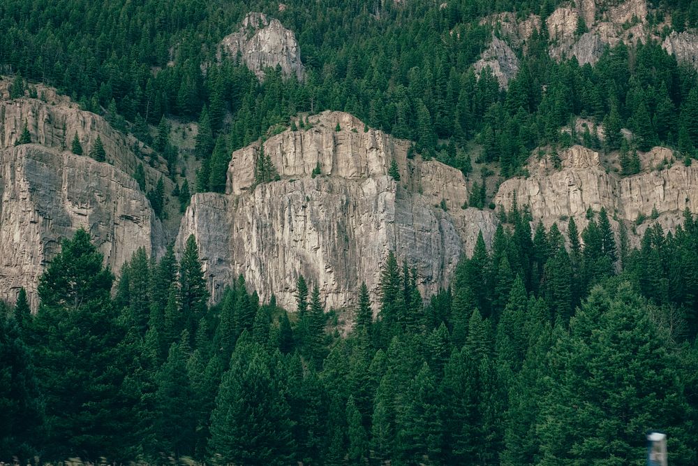 Coniferous trees on jagged rock faces and below them. Original public domain image from Wikimedia Commons