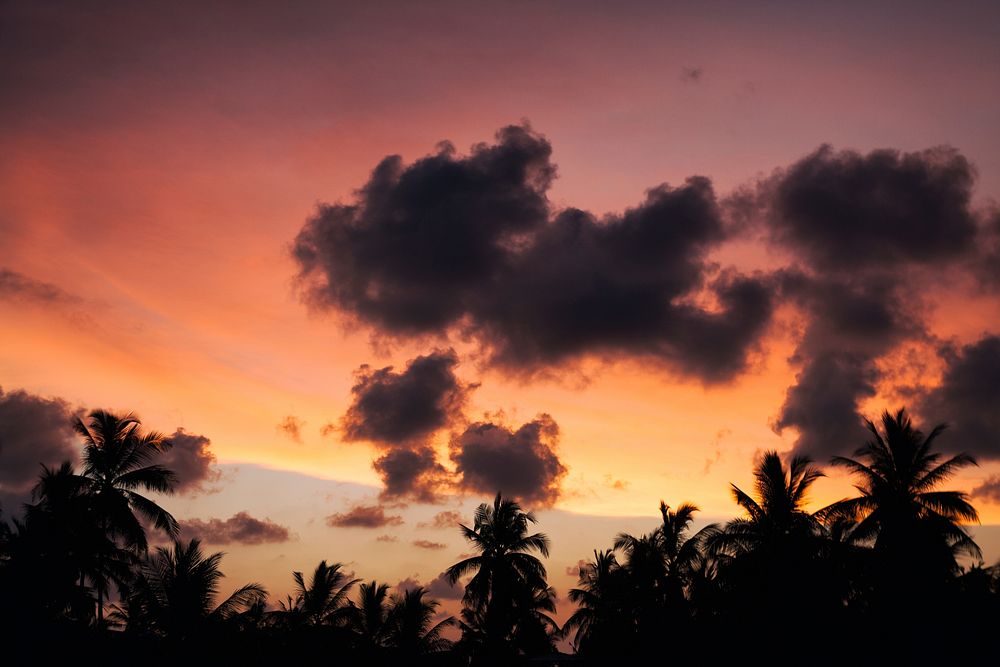 Colorful sky above the palm tree treetops during sunset at Unawatuna beach. Original public domain image from Wikimedia…