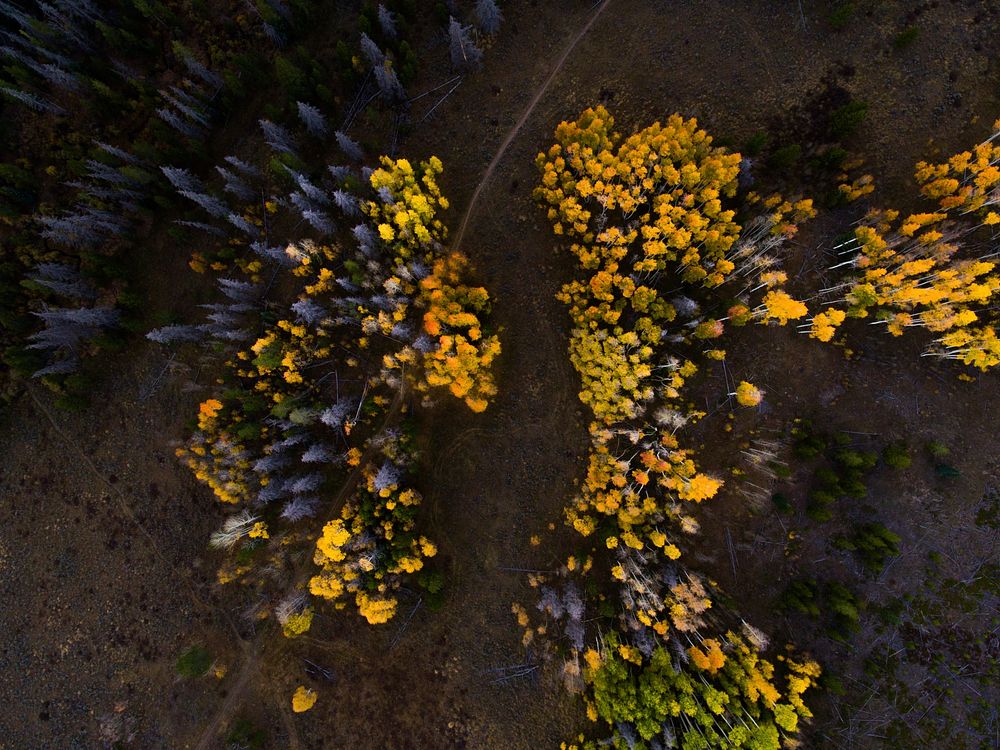 A drone shot of clumps of yellow-leaved trees in Silverthorne. Original public domain image from Wikimedia Commons