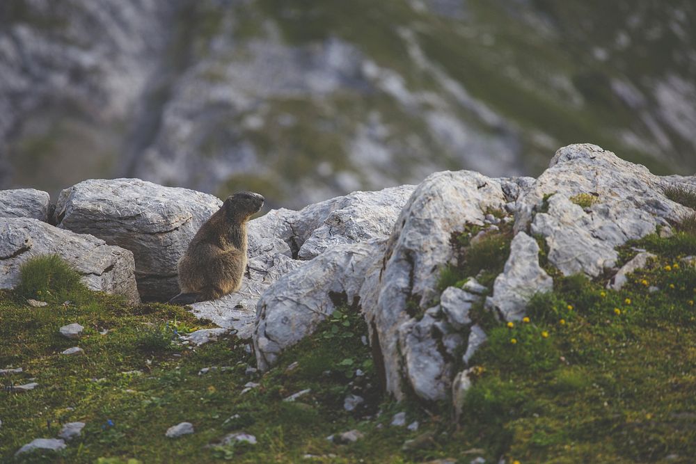 A marmot looking up by the edge of a rocky cliff next to a patch of grass. Original public domain image from Wikimedia…