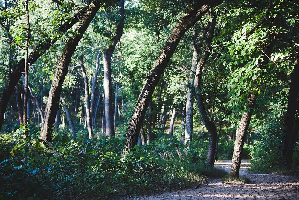 A path through a deciduous forest in Indiana Dunes National Lakeshore. Original public domain image from Wikimedia Commons