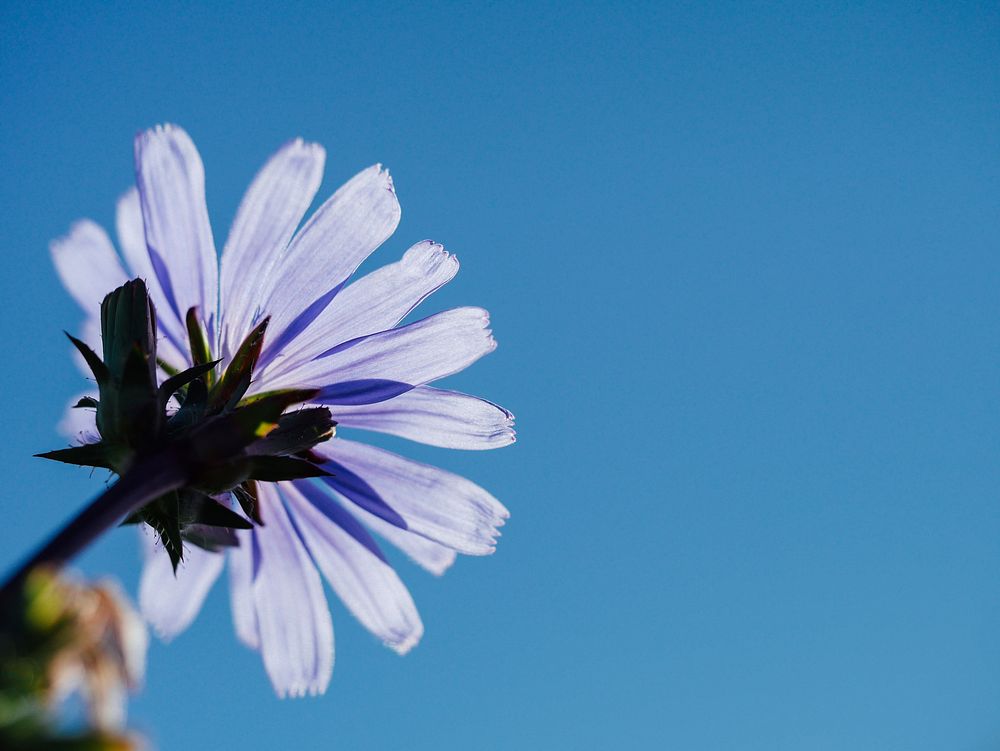 A low-angle shot of a single violet daisy flower. Original public domain image from Wikimedia Commons