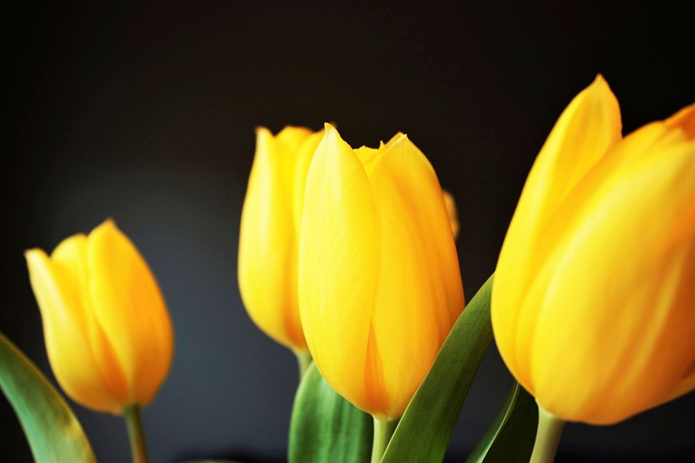 Close-up of closed yellow tulips. Original public domain image from Wikimedia Commons