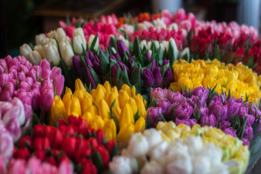 Yellow, purple, red, white and pink tulips in bloom in Spring, Lviv. Original public domain image from Wikimedia Commons