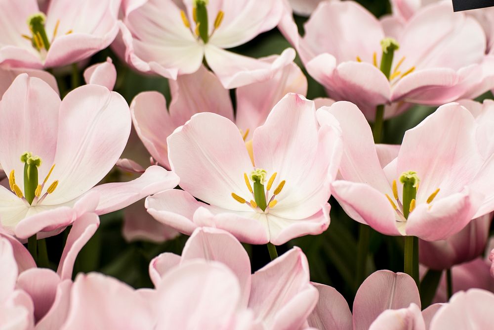 A bed of wide open pink tulips. Original public domain image from Wikimedia Commons