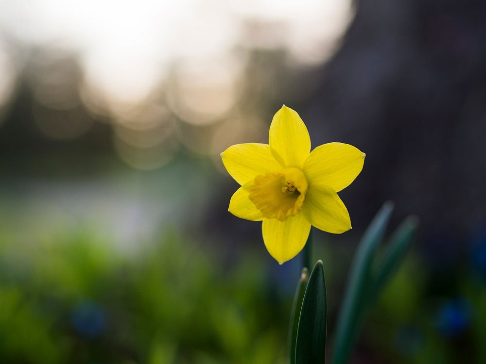 Macro of yellow daffodil with big petals blooming with blurred background in Spring. Original public domain image from…