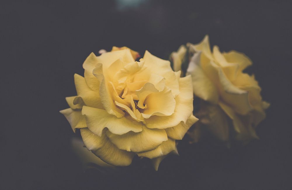 Yellow rose-like flowers with delicate petals against a dark background. Original public domain image from Wikimedia Commons