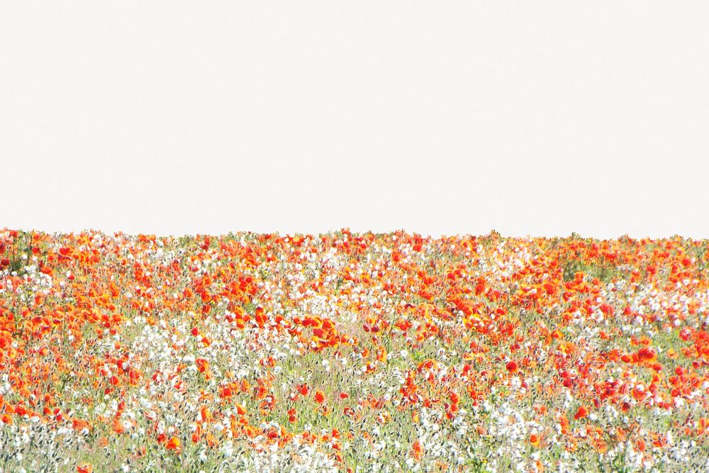 Flower field collage element, beautiful scenery psd