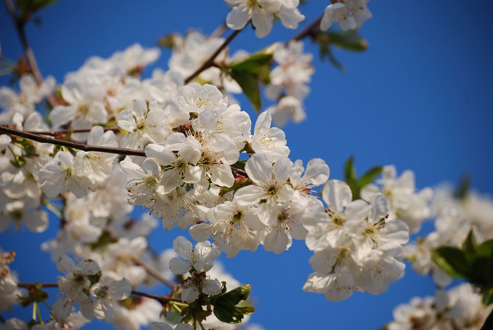 Close up of white blossom on branch against brilliant clear blue sky in Spring. Original public domain image from Wikimedia…