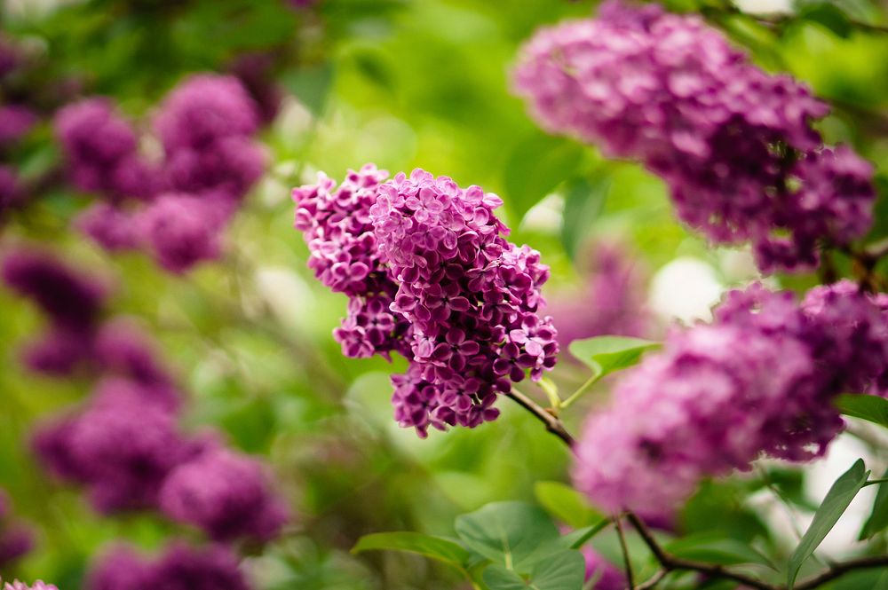 Purple lilac flowers bloom in a green leafy bush. Original public domain image from Wikimedia Commons
