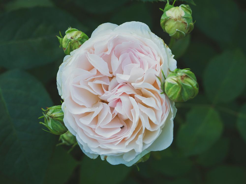 Light pink cabbage rose. Original public domain image from Wikimedia Commons