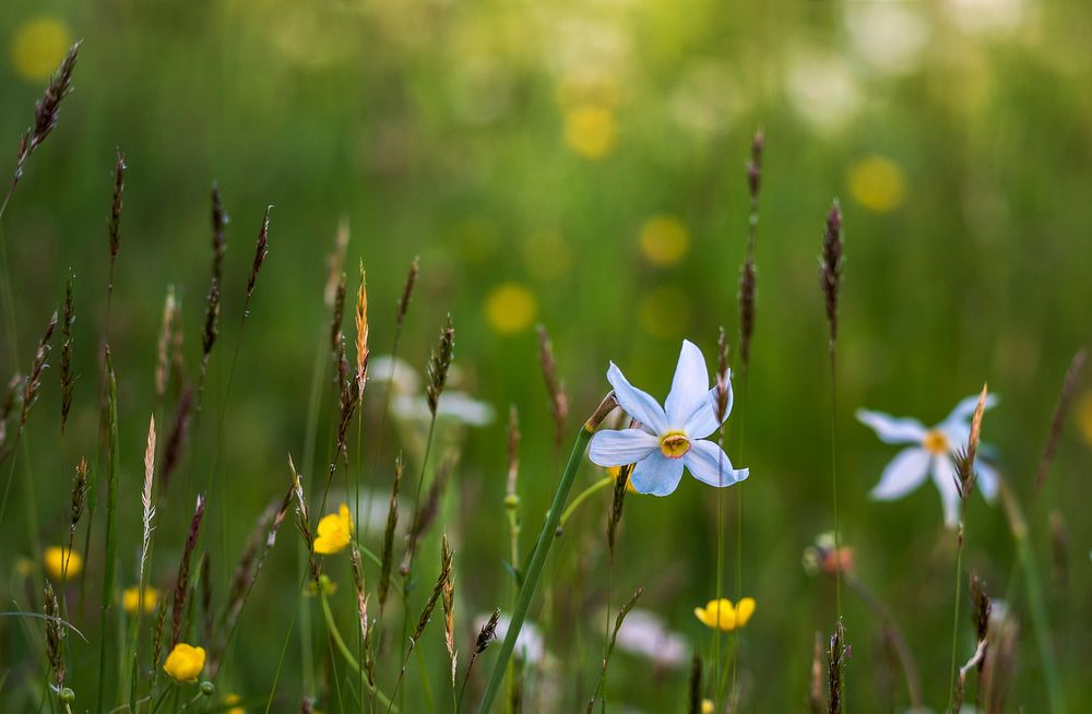 White narcissus flowers among grass and yellow buttercups. Original public domain image from Wikimedia Commons