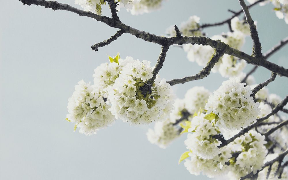 Branch with thick white blossom with clear sky background in Spring. Original public domain image from Wikimedia Commons