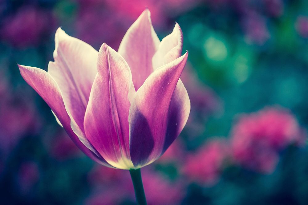 Pink tulip background. Original public domain image from Wikimedia Commons