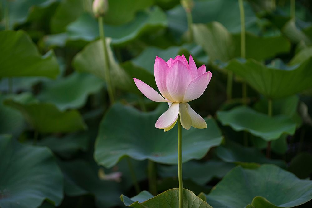 A pink flower rising up on its straight stem above big round leaves. Original public domain image from Wikimedia Commons