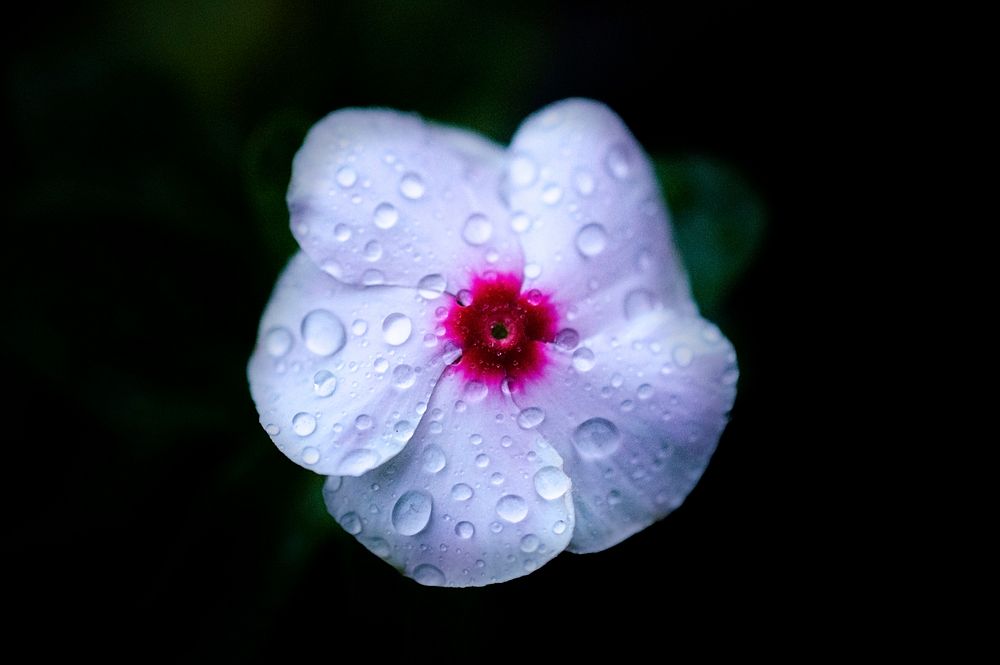 Light pink flower background, with water drops. Original public domain image from Wikimedia Commons