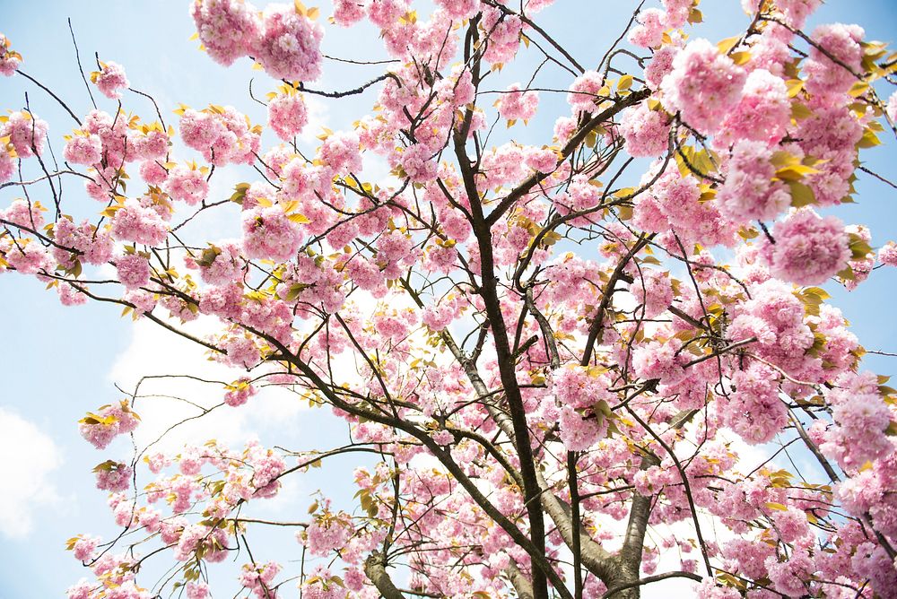 Pink cherry blossom background. Original public domain image from Wikimedia Commons