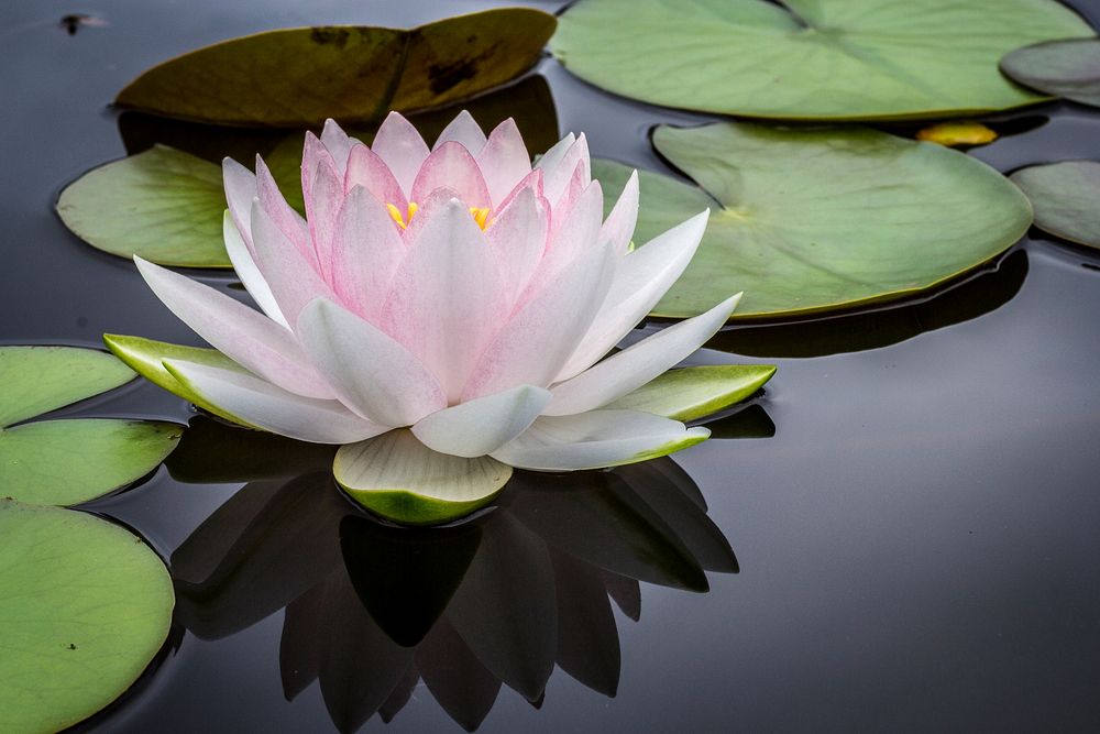 Light pink water lily background. Original public domain image from Wikimedia Commons