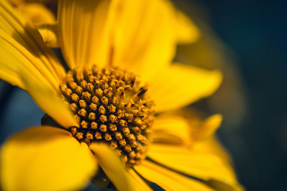 Blurry close-up of a flower head with yellow center and yellow petals. Original public domain image from Wikimedia Commons