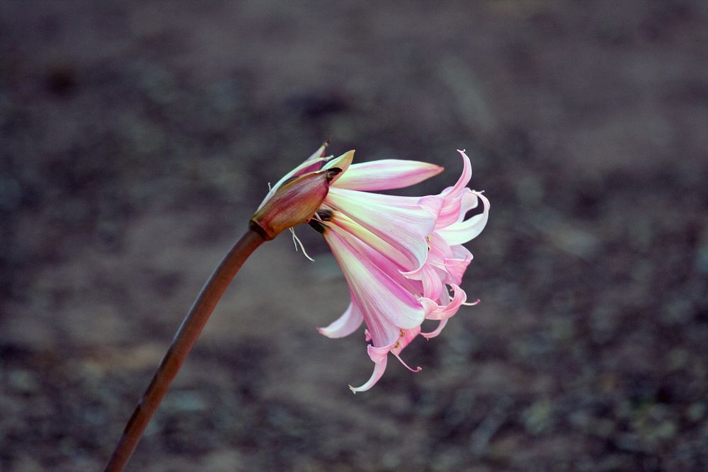 A single pink flower head against a blurry dark background. Original public domain image from Wikimedia Commons