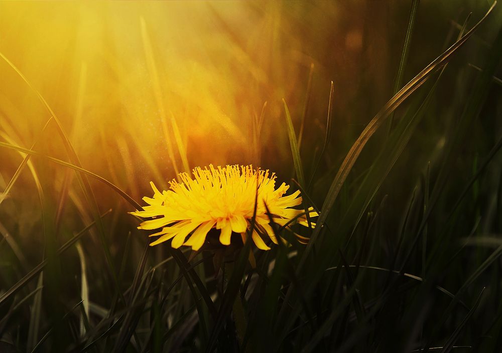 A close-up of a yellow dandelion batched in warm light. Original public domain image from Wikimedia Commons
