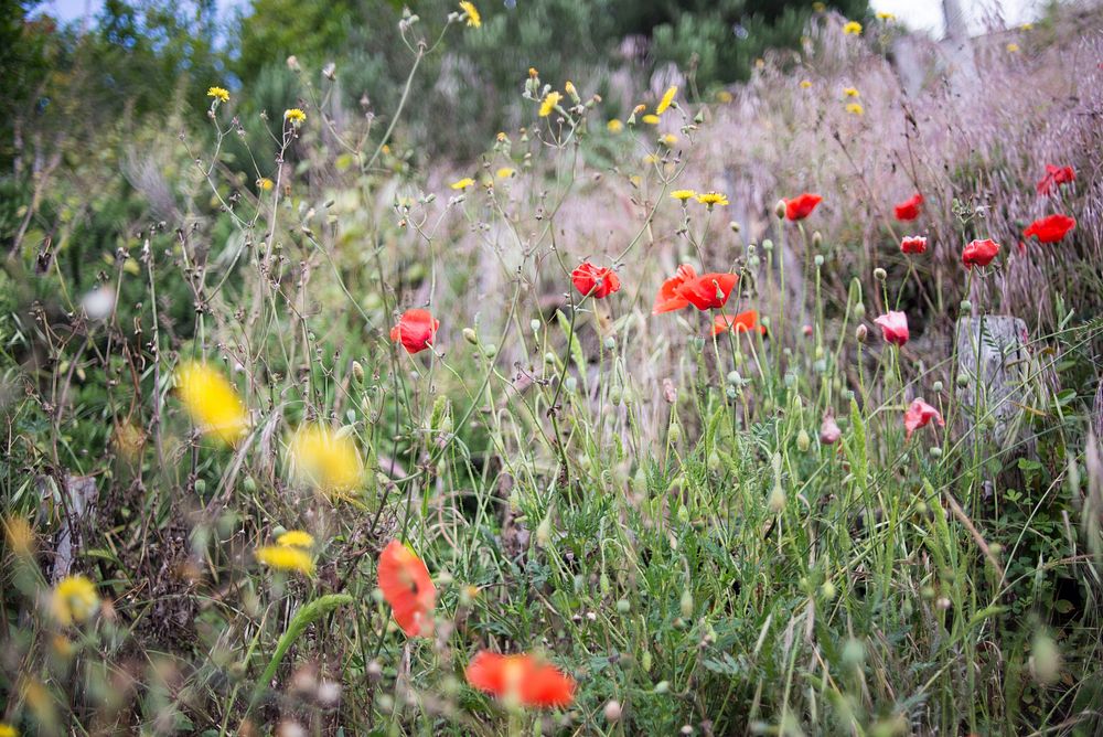 Wild yellow and red poppy flowers in countryside field in Spring, Pompeii. Original public domain image from Wikimedia…