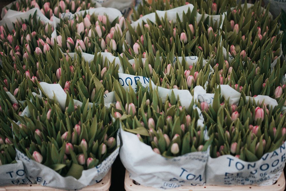 Bouquets of pink tulip buds at market stall in Spring. Original public domain image from Wikimedia Commons