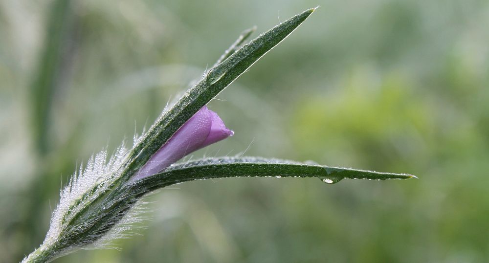 Close-up of an opening pink flower bud with its leaves covered in dewdrops. Original public domain image from Wikimedia…