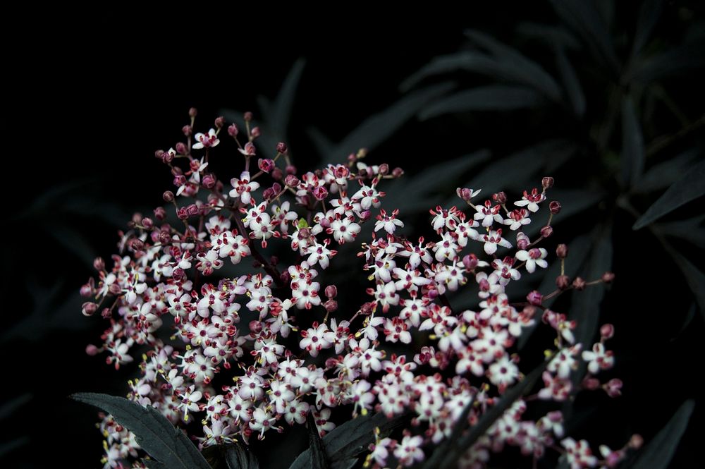 A grouping of tiny white and red flowers against a dark background. Original public domain image from Wikimedia Commons