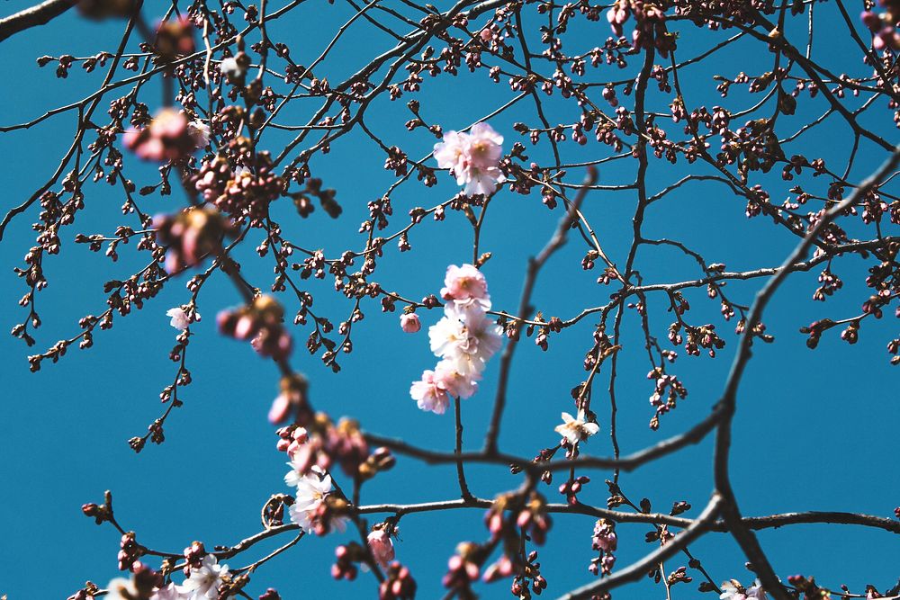 Tree branches from below with pink cherry blossom and clear blue sky in Spring, Neuchâtel. Original public domain image from…