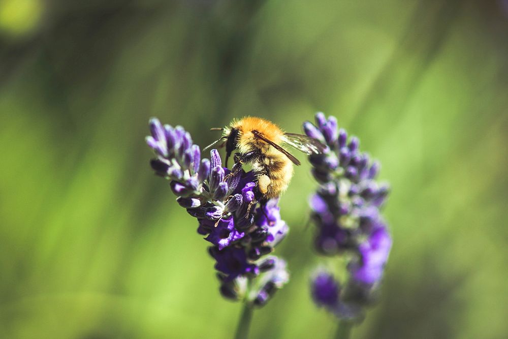 A bee sitting on purple lavender flowers. Original public domain image from Wikimedia Commons