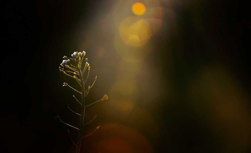 Sunlight beams on a single wildflower in the park. Original public domain image from Wikimedia Commons