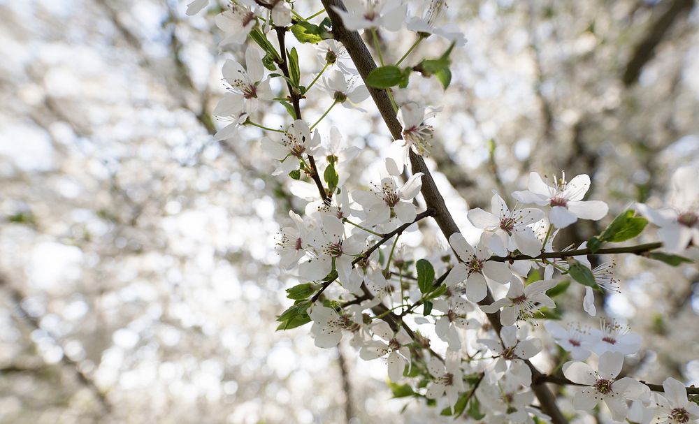 White blossom branch and green leaves in Spring. Original public domain image from Wikimedia Commons