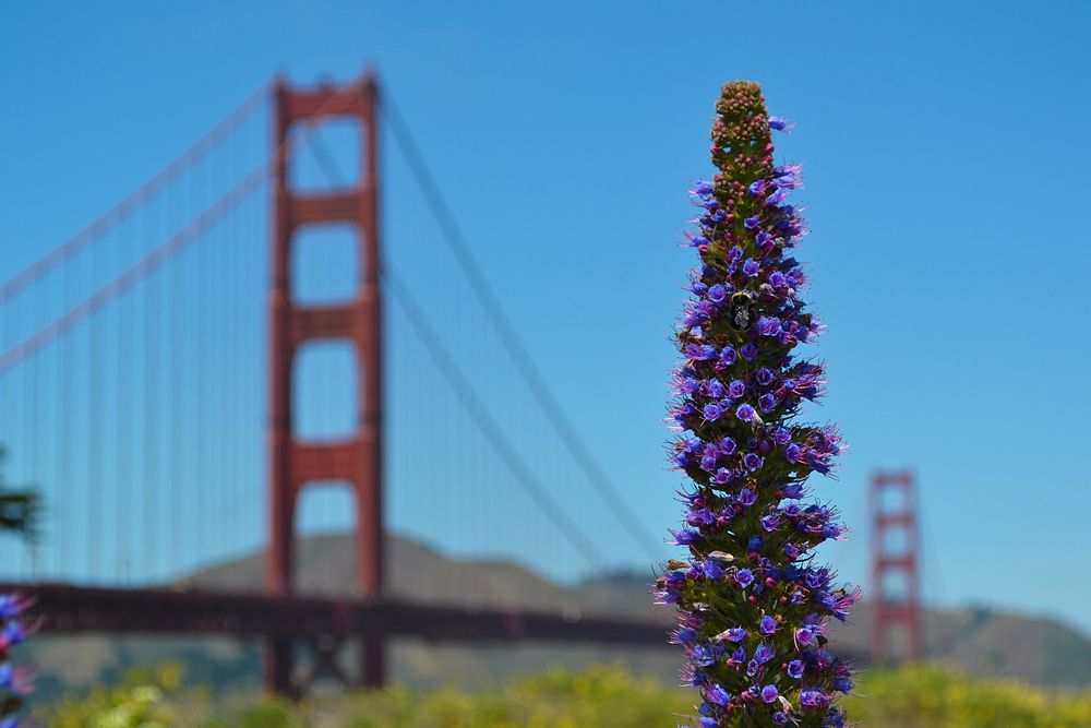 Tall violet flower head with the Golden Gate Bridge in the blurry background. Original public domain image from Wikimedia…