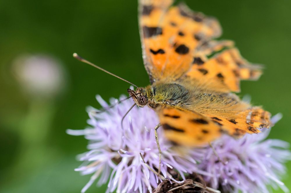 A macro shot of an orange butterfly on a violet flower. Original public domain image from Wikimedia Commons
