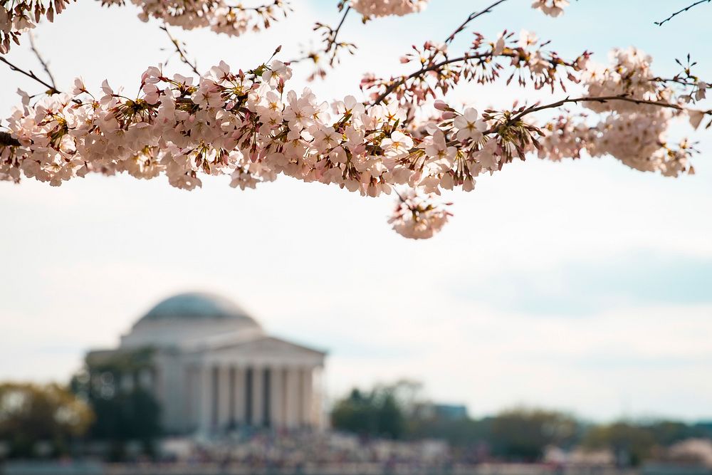 Jefferson Memorial, Washington, United States. Original public domain image from Wikimedia Commons