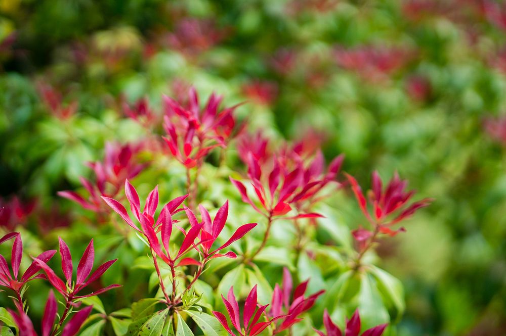 Close-up of flowers with long red petals on a green bush. Original public domain image from Wikimedia Commons