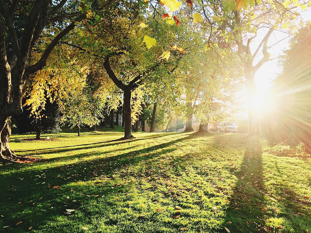 A grassy area with sunlight coming through the trees in Bellingham. Original public domain image from Wikimedia Commons