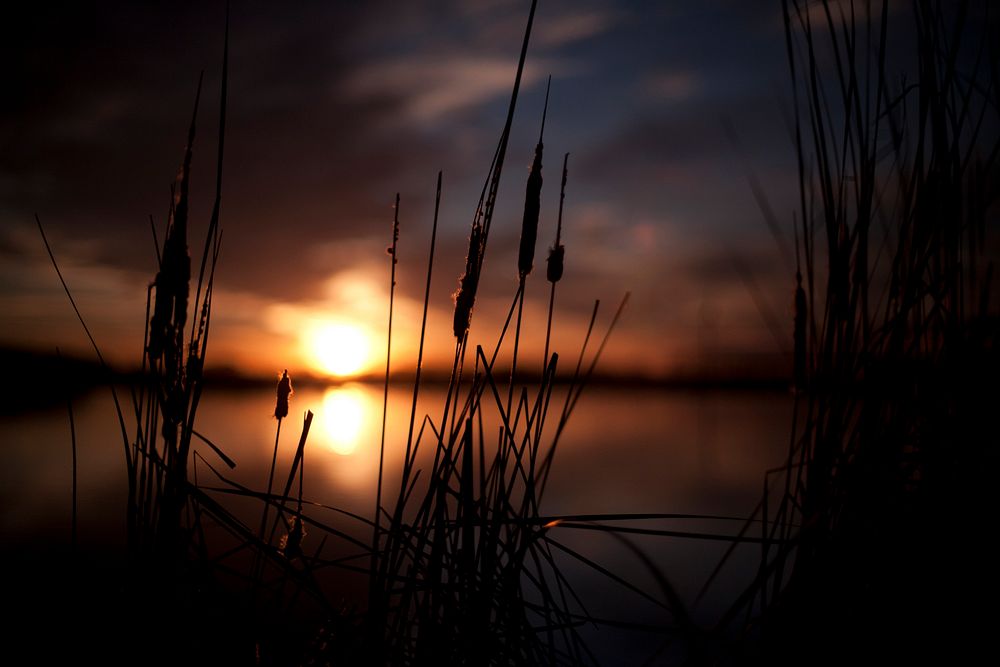 Silhouette of tall grass during sunset. Original public domain image from Wikimedia Commons