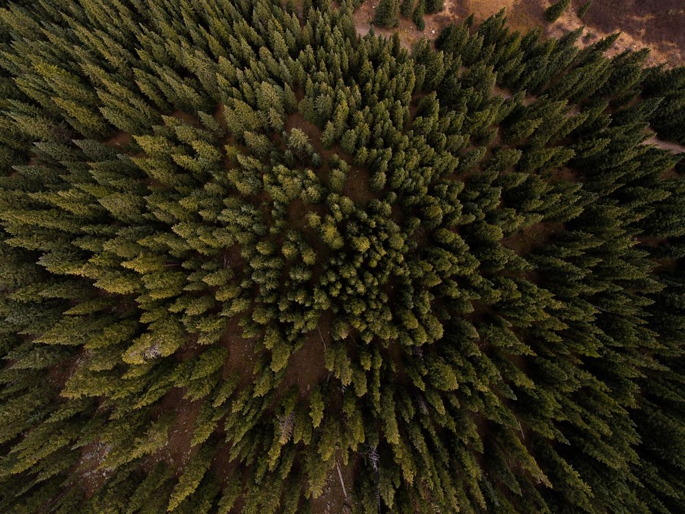 A drone shot of tall evergreen trees in Frisco, Colorado. Original public domain image from Wikimedia Commons