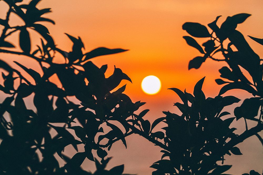 Silhouette branch and leaves in the foreground with an orange sunrise-or-sunset in the background in the Lima Region.…