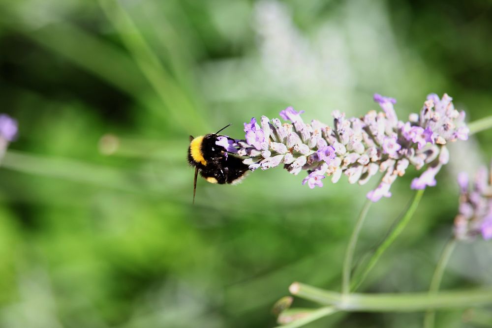 Bumblebee pollinates flowers on a lavender plant. Original public domain image from Wikimedia Commons